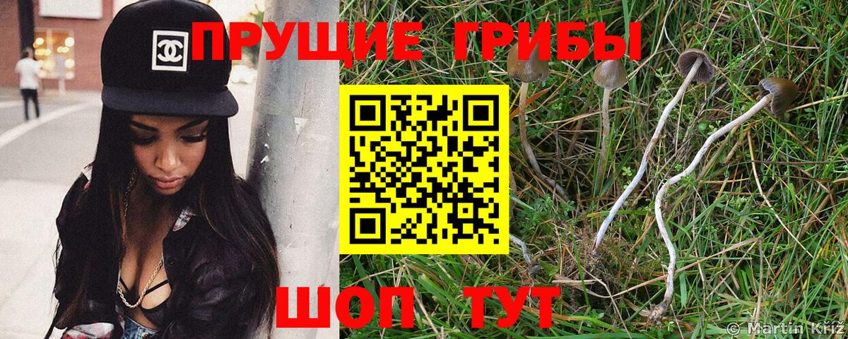Псилоцибиновые грибы прущие грибы  купить  сайты  Галлюциногенные грибы Psilocybe  Бахчисарай  Вход с VPN 